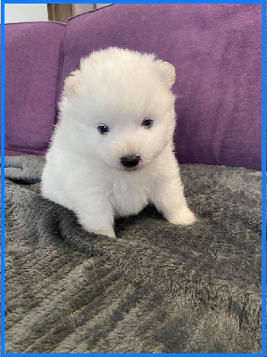 CHIOT 1