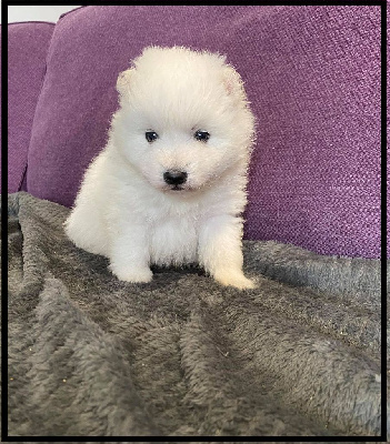 CHIOT 2